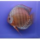 Discus Alenquer Stendker d'élevage Allemand 5 cm 27,50 €