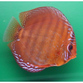 Discus  Santarem 6-7cm