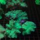 Sinularia dura vert 2-3 cm 22,50 €