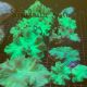 Sinularia dura vert 2-3 cm 22,50 €