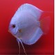 Discus Diamants bleus Stendker d'élevage Allemand 6-7 cm 39,50 €