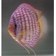 Discus Turquoise Brillant Stendker d'élevage Allemand 5 cm 27,50 €