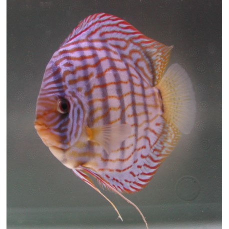 Discus Turquoise Brillant Stendker d'élevage Allemand 5 cm 27,50 €
