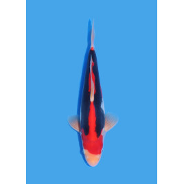 Koï Japon Nisai Beni Kumonryu eleveur Kawakami +-35cm