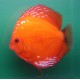 Discus Marlboro 5 cm lot de 2 49,50 €