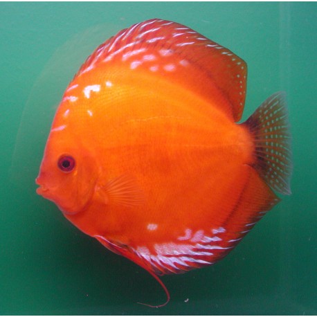Discus Marlboro 5 cm lot de 2 49,50 €