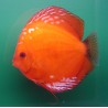 Discus Marlboro 5 cm lot de 2