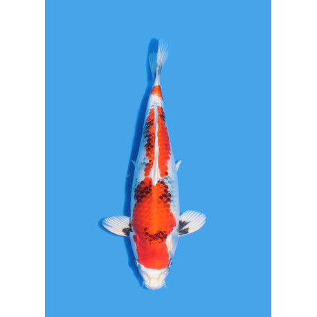 Koï Japon Nisai Kin Showa eleveur Kano 35-40cm
