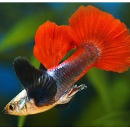 guppy dumbo silver redtail