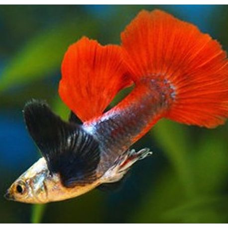 guppy dumbo silver redtaillot de 2