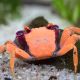 FEMELLE CRABE VAMPIRE "Geosesarma disco"