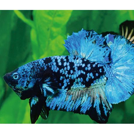 Betta mâle Avatar 44,50 €