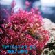 TWINSTAR S-line IV 200 (20cm) 83,90 €