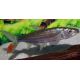 Hydrocynus Goliath (Poisson tigre goliath) 10-12cm