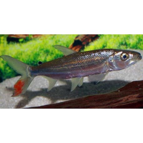 Hydrocynus Goliath (Poisson tigre goliath) 10-12cm