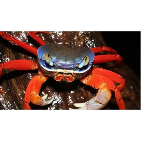 Cardiosoma Armatum - Crabe Tricolor du Nigeria 5-7 cm 14,50 €