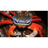 Cardiosoma Armatum - Crabe Tricolor du Nigeria 5-7 cm