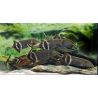 Gnathonemus petersii - poisson éléphant 10-12cm lot de 2