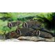 Gnathonemus petersii - poisson éléphant 12-15 cm lot de 2