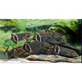 Gnathonemus petersii poisson éléphant 12-15 cm