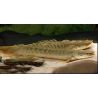 Polypterus Lapradei 20-25cm