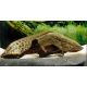 Protopterus Annextens 12-18cm 42,50 €