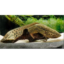 Protopterus Annextens 10-15cm