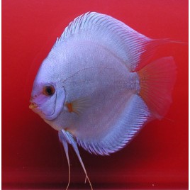 Discus Diamants bleus 15-17cm le couple