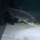 Hydrocynus Armatus XXL 35-40cm  450,00 €