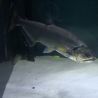 Hydrocynus Armatus XXL 35-40cm 