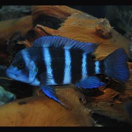 Cyphotilapia Frontosa Blue Zaire Moba 3-4cm
