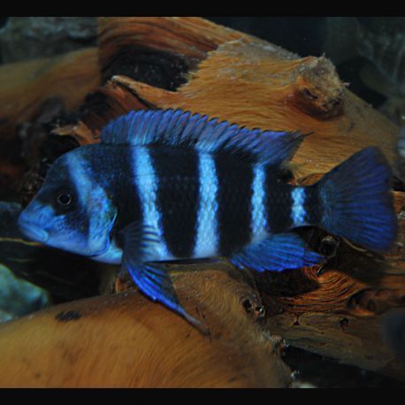 Cyphotilapia Frontosa Blue Zaire Moba 25-30cm (2mâles + 1 femelles) 497,50 €