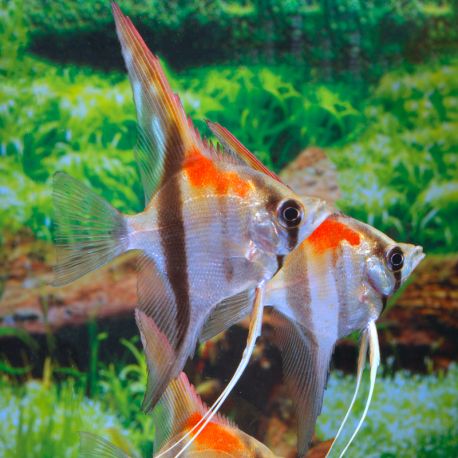 Scalaire Red Back rio amapa 5 cmlot de 2