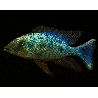 Fossorochromis Rostratus 5-6cm le couple