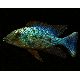 Fossorochromis Rostratus 10-12 cm les 2