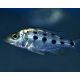 Fossorochromis Rostratus 4cm
