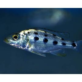 Fossorochromis Rostratus 4cm