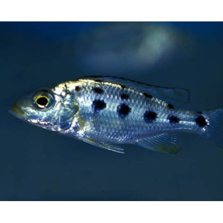 Fossorochromis Rostratus 4cm