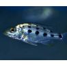 Fossorochromis Rostratus 6-8cm lot de 2
