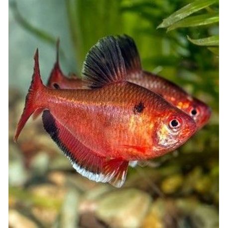 Hyphessobrycon Callistus Super Red 2,50 €