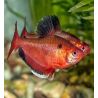 Hyphessobrycon Callistus super red lot de 3