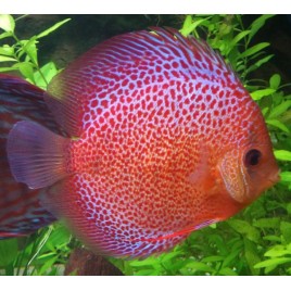Stendker Discus Chart Discus - Stendker qualité Allemande - Chez Poisson d'Or - Aquariofil ...