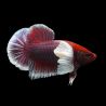 betta femelle lavender dumbo -splendens lavender dumbo
