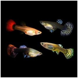 Guppys femelles qualité premium (Poecillia reticulata) lot de 10  (4-5cm)