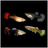 Guppys femelles qualité premium (Poecillia reticulata) lot de 10  (4-5cm)
