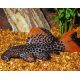 L114 Pseudacanthicus leopardus 6-7cm