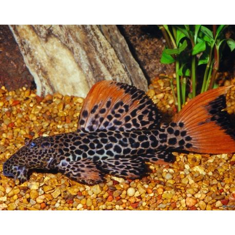 L114 Pseudacanthicus leopardus 6-7cm