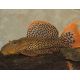 L114 Pseudacanthicus leopardus 6-7cm