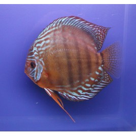 Discus  Alenquer Stendker d'élevage Allemand 15-17 cm le couple