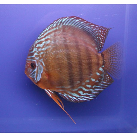 Discus Alenquer Stendker d'élevage Allemand 15-17 cm le couple 389,50 €